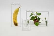 MaxGruber-Banana_ Plant _ Flask